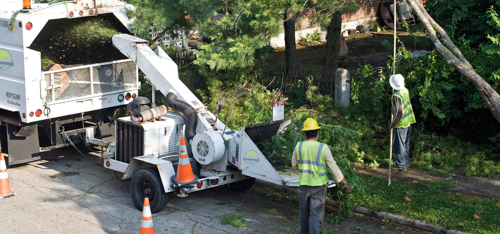 Tree Service Atlanta | Trusted Tree Removal Company in ...