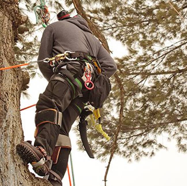 Benefits of Tree Trimming