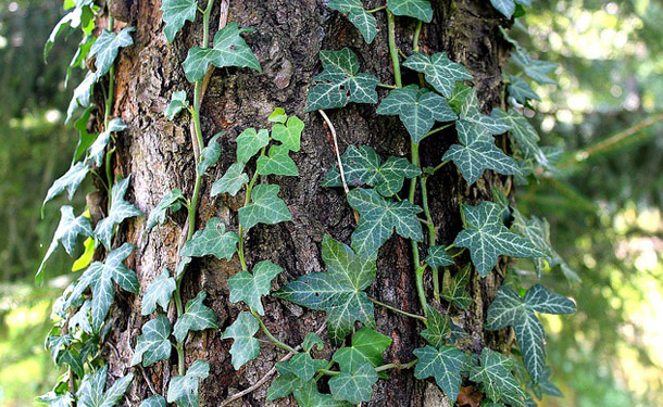 Types of Tree Ivy in Georgia