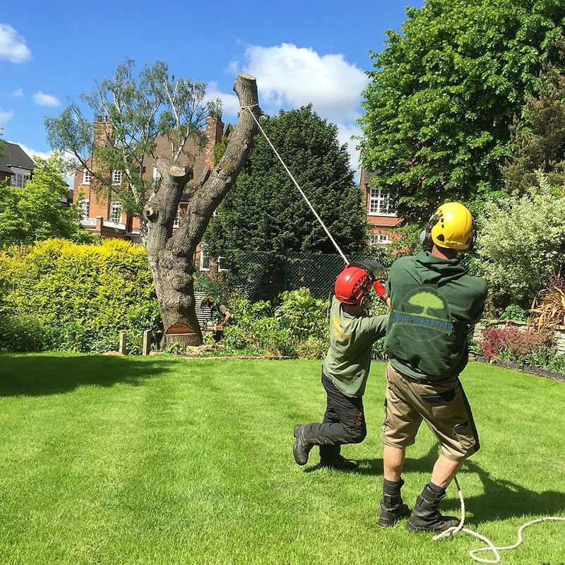 Tree Care Tips