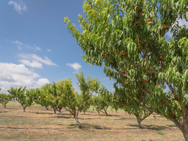Ways to Improve the Yield of Your Fruit Trees