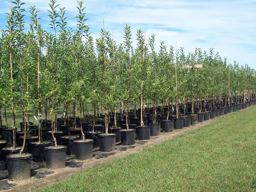 Picking the Perfect Nursery Tree