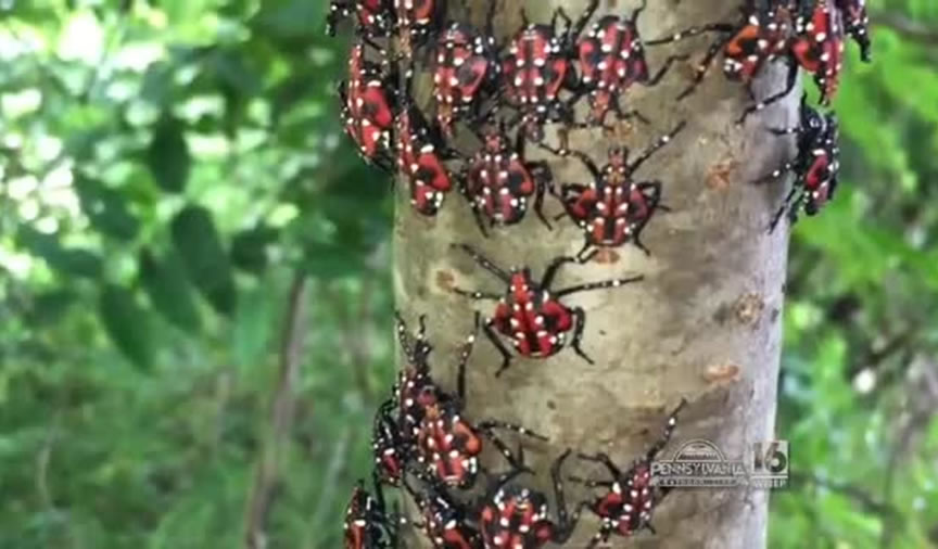 How to Get Rid of The Spotted Lanternfly