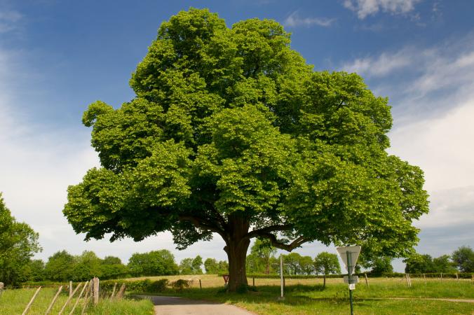 Tips for Checking the Health of Your Trees