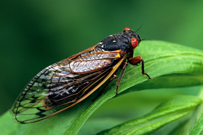 Brood X Cicadas and Your Trees and Shrubs