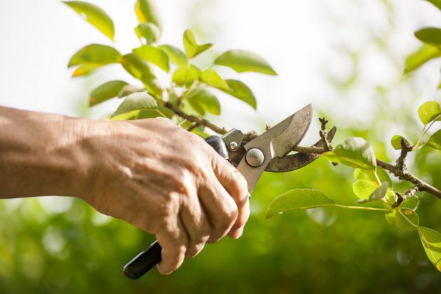 Tree Pruning 101: Why Pruning your Trees is Important