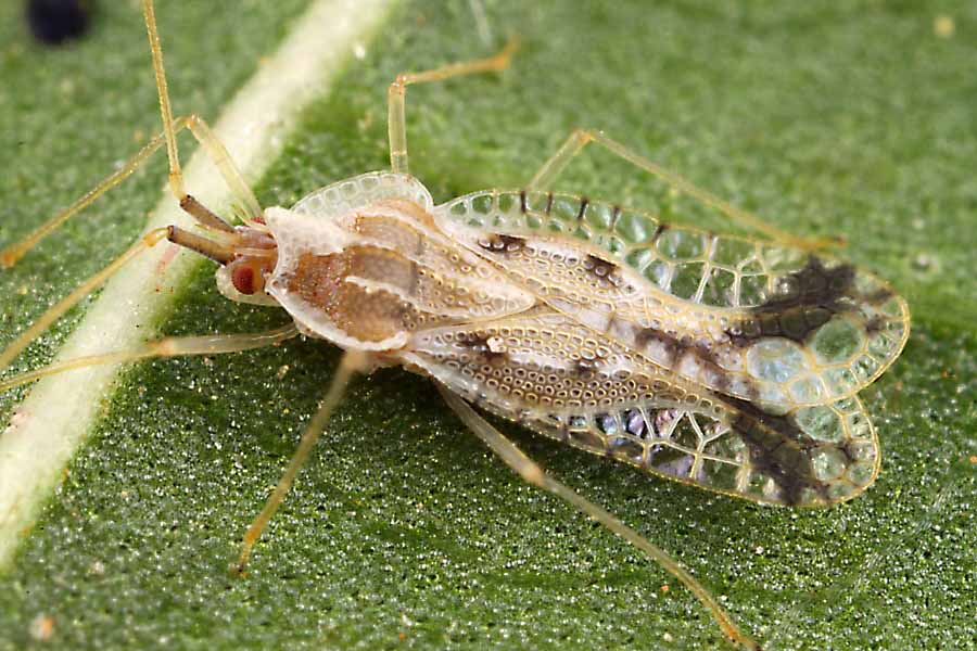 How to Fend Off Lace Bugs