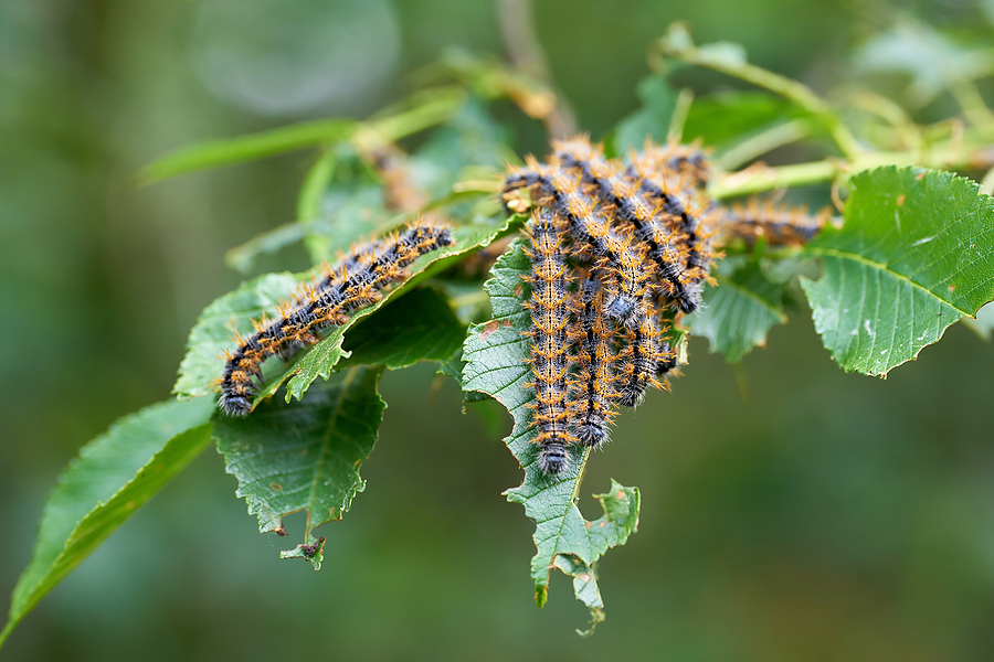 Tree Pests to Check in August