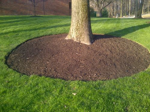  How Do You Choose The Right Fertilizer For Your Trees?