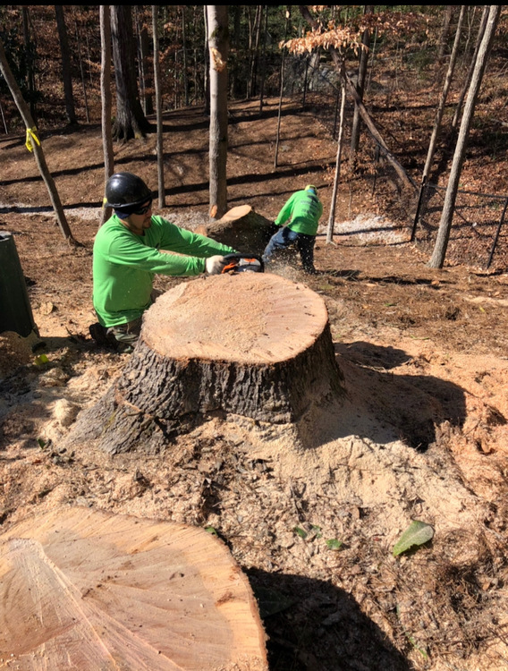 Tree Stump Removal