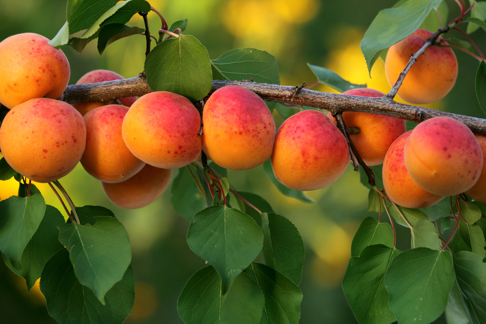 Fruit Trees in Georgia