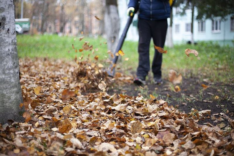 Why Leaves Change Color in the Fall