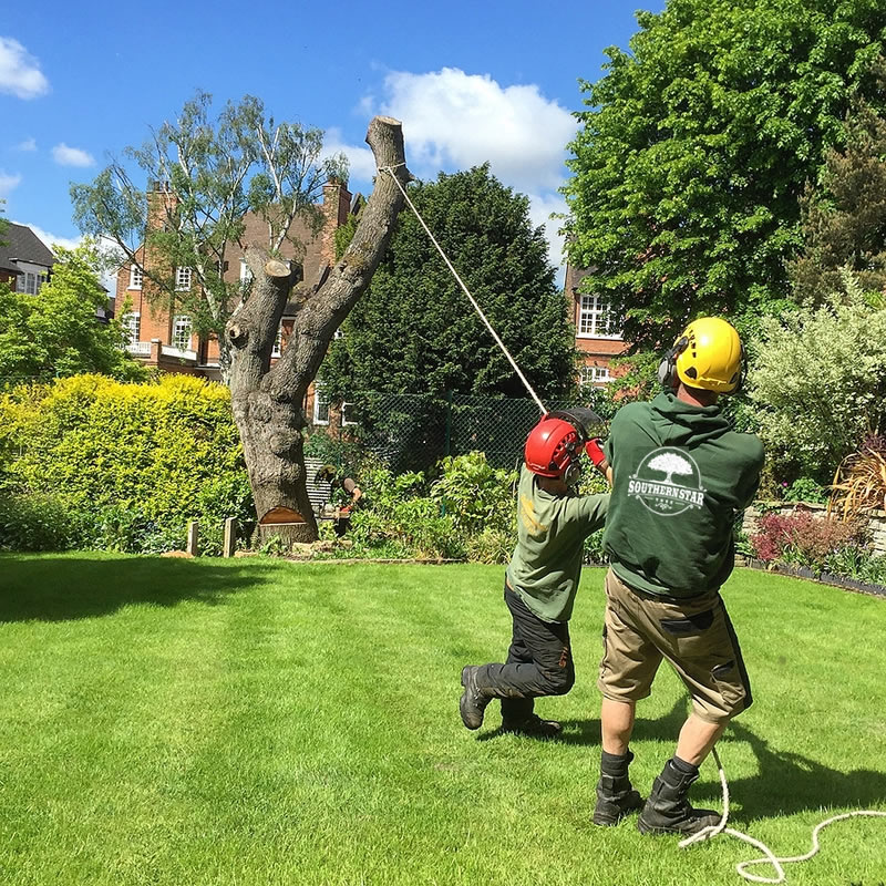 When to Call for Emergency Tree Trimming or Removal