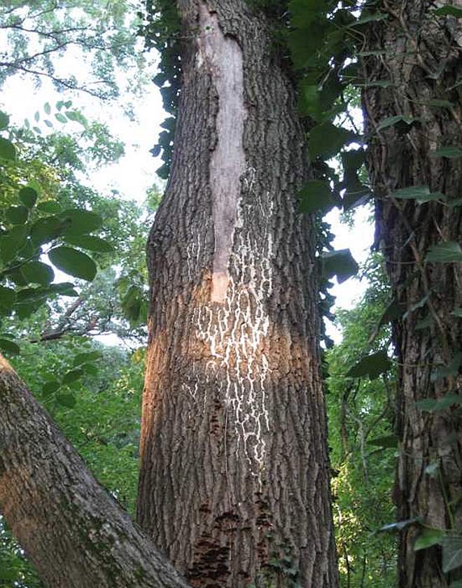 How Healthy Trees Get Sick