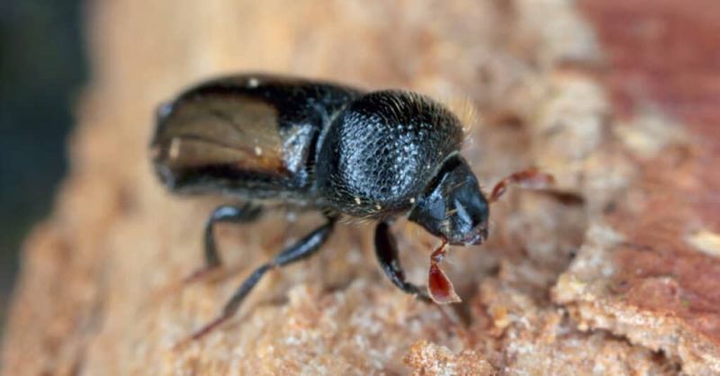 Watch Out for Hidden Ambrosia Beetles