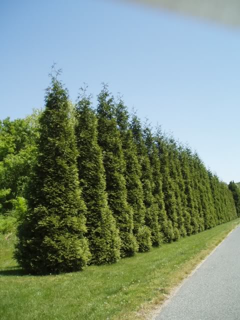 Best Time to Prune Evergreen Trees