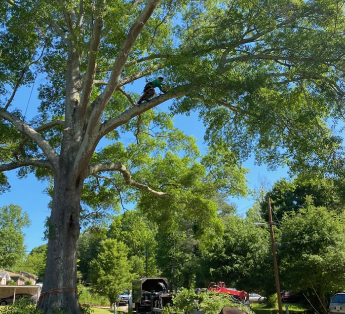 Tree Felling Pietermaritzburg