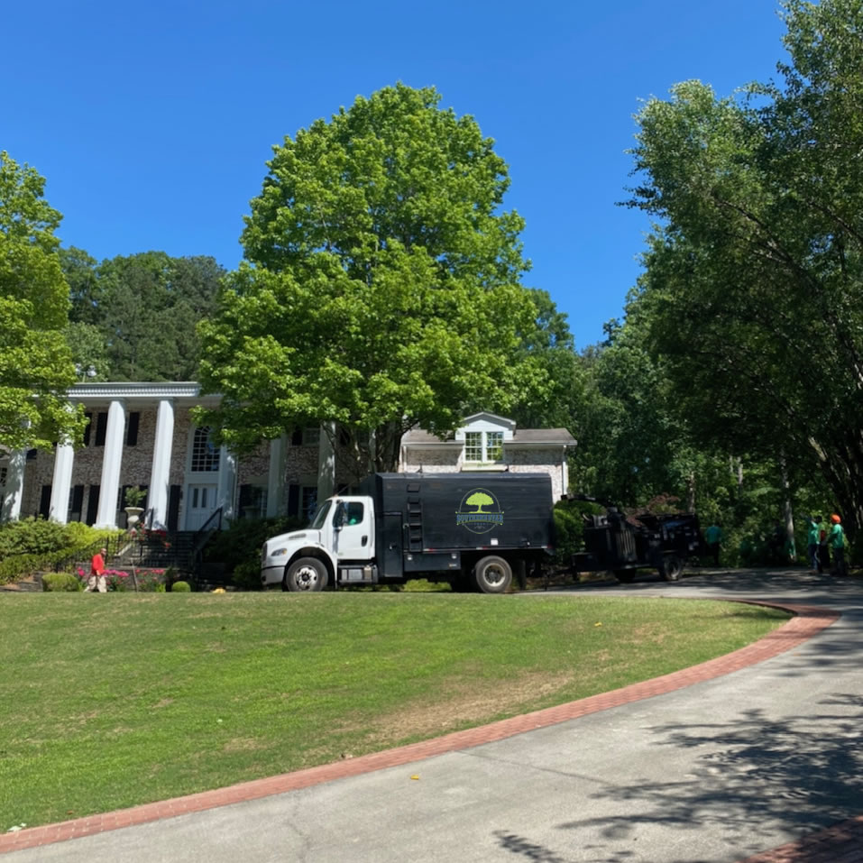 Tree Care During Wet Weather