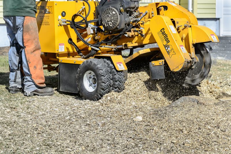 Which Is Better? Stump Grinding or Stump Removal