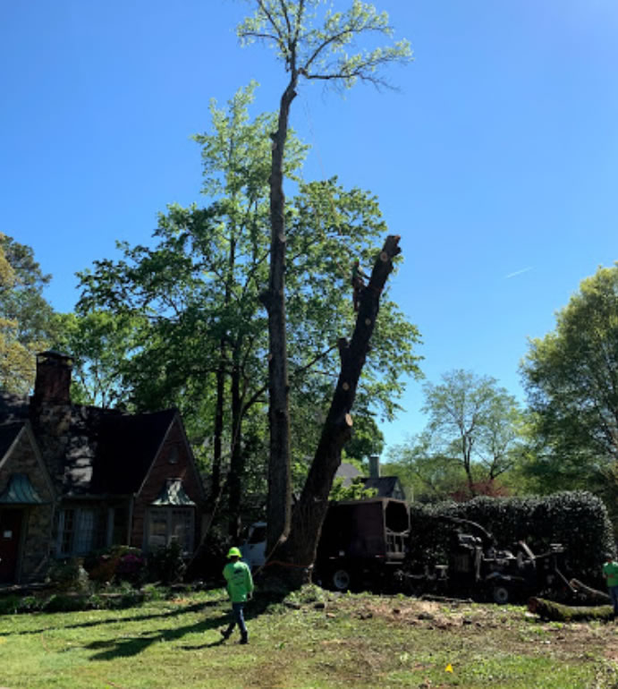 Signs of Tree Failure