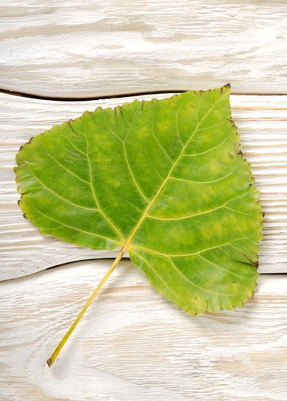 Should You Be Worried About Leaf Scars?