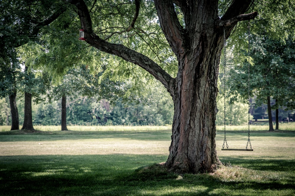 Taking Care of Your Trees During a Drought