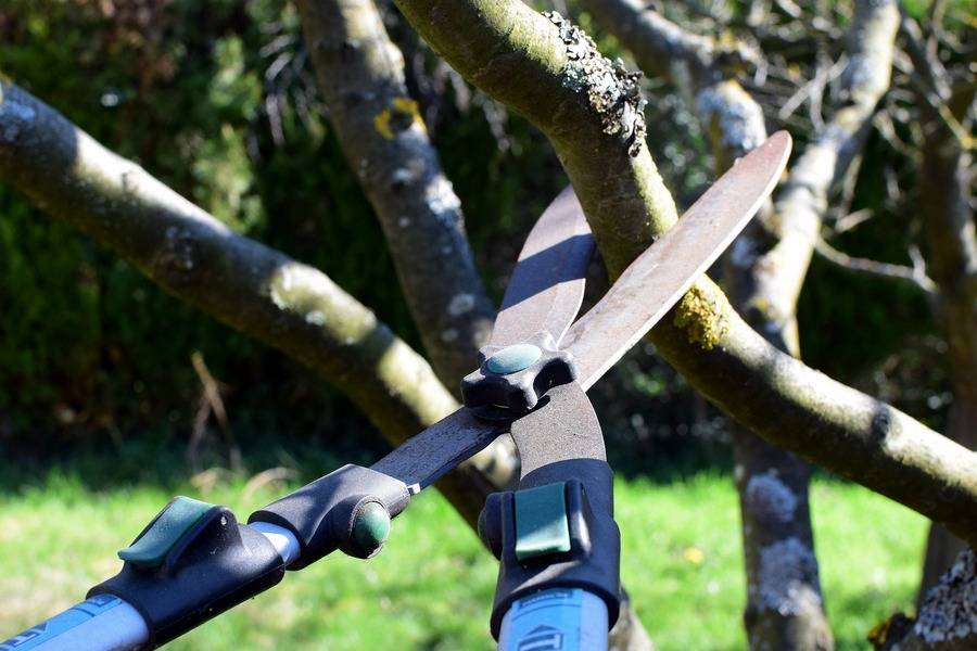 Can You Do Your Own Tree Pruning?