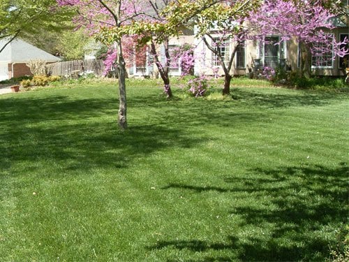 Which is Better for Your Lawn: Fescue or Bermuda Grass?