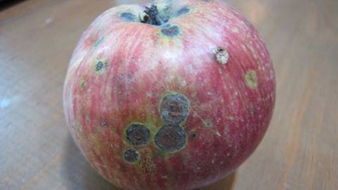 What Is Apple Scab and What Should I Do About It?