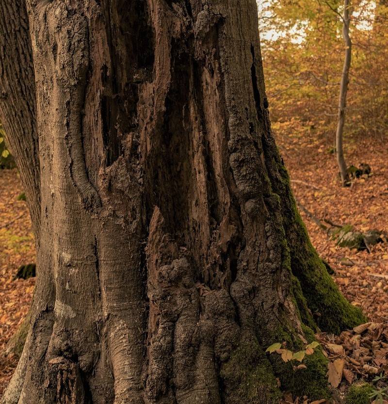 Six Signs of an Unhealthy Tree