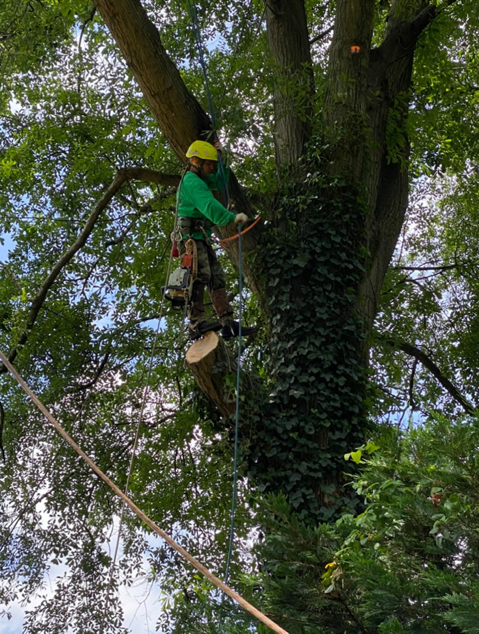 How to Trim a Tall Tree?
