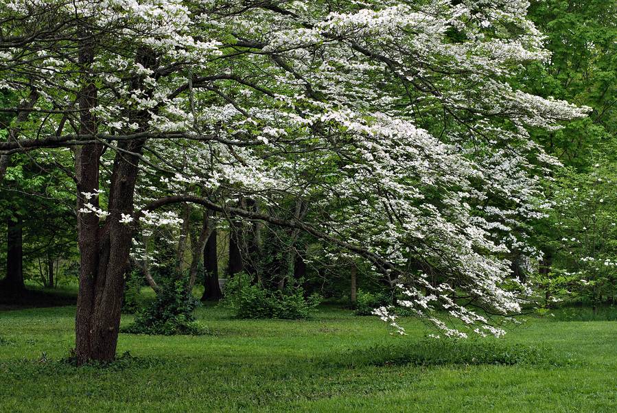 4 Tips for Spring Tree Care