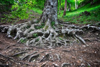 Can a Partially Uprooted Tree Be Saved?