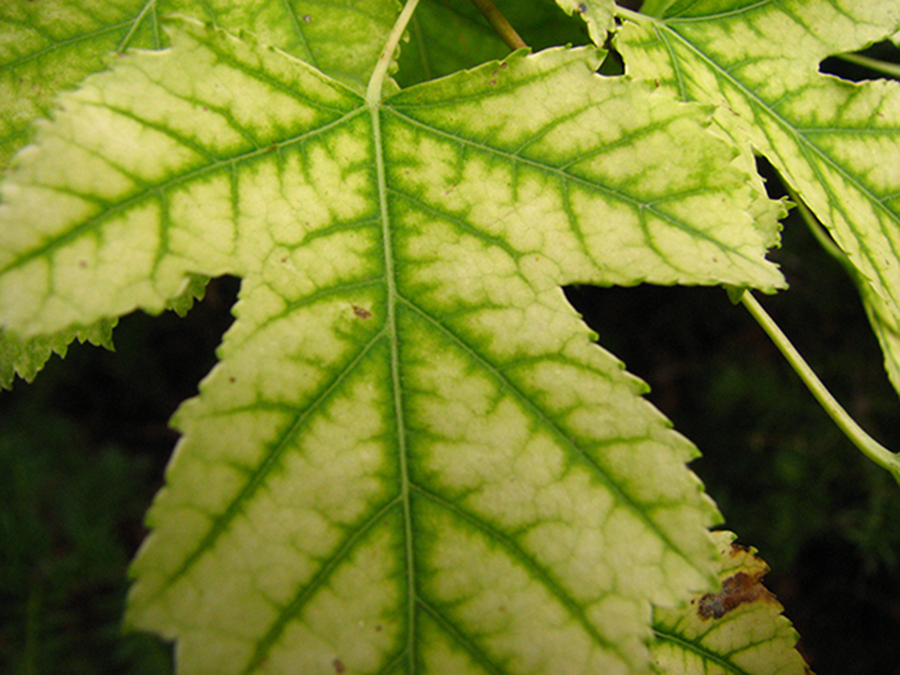 How to Prevent Iron Chlorosis in Trees
