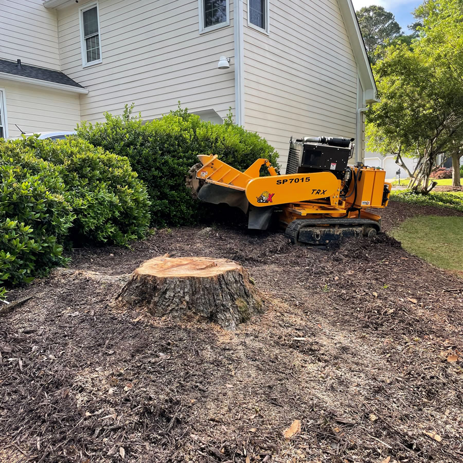 Pros and Cons of Tree Stump Grinding