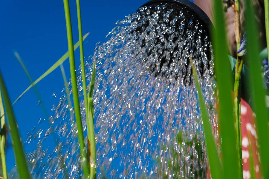 Knowing When to Water Your Trees