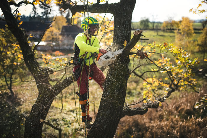 Best Time of Year for Tree Trimming