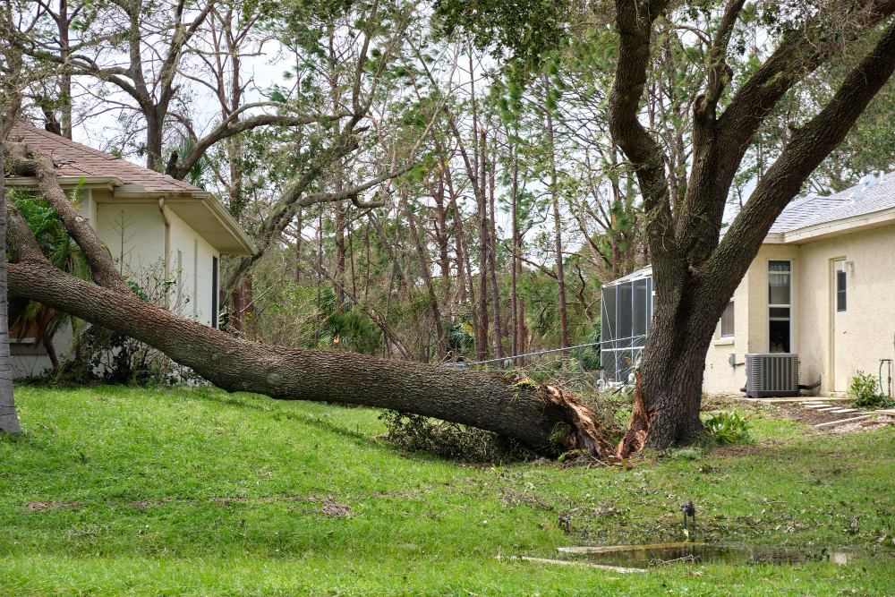 Types of Tree-Related Property Damage