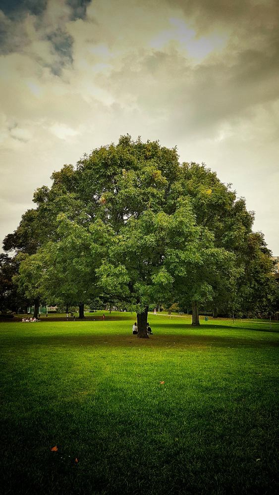 How Shade Trees Benefit Us