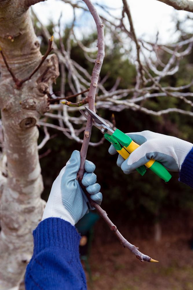 Can I Prune My Trees in the Winter?