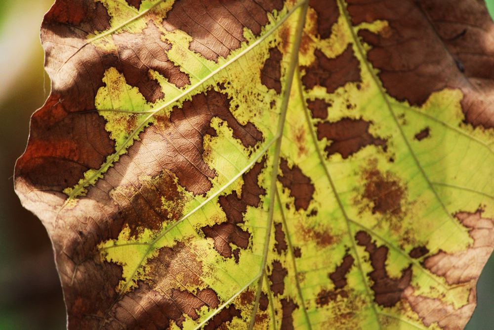 Leaf Scars on Trees