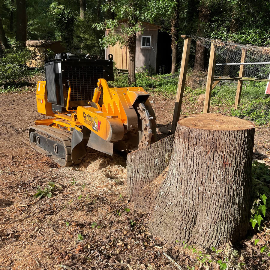 6 Reasons to Remove a Tree Stump Quickly