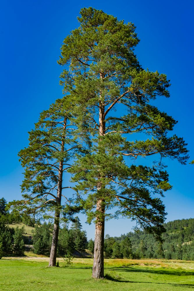 Big Trees and Big Risks