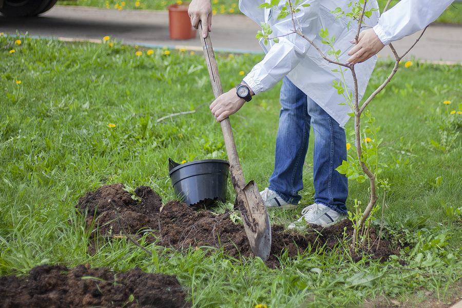 Tree Planting Aftercare