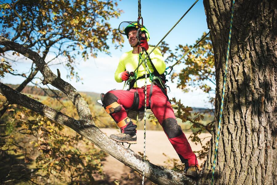 Latest Techniques in Tree Trimming and Pruning