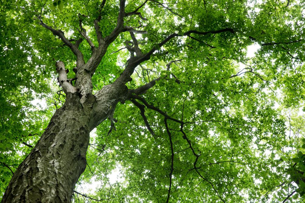 5 Benefits of Trees
