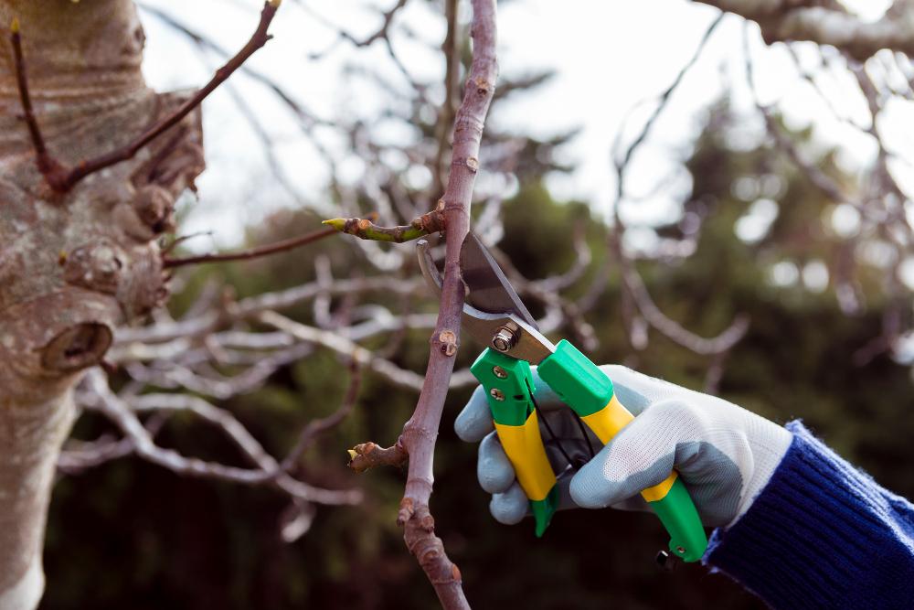 Benefits of Tree Pruning in the Summer 