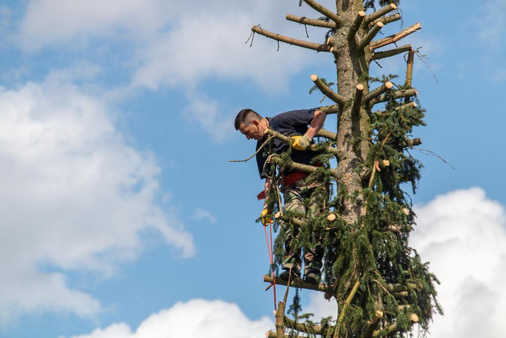 What Is Tree Topping and Why Topping Is Harmful to Trees