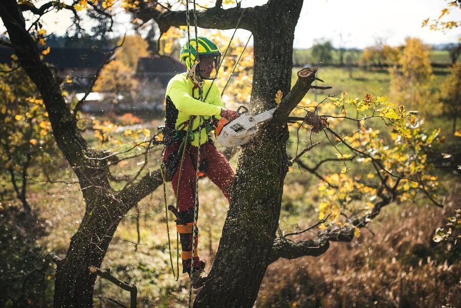 Improper Pruning Techniques