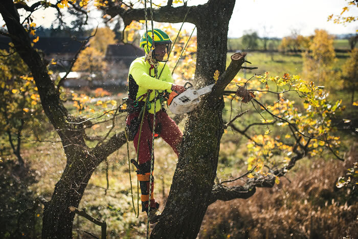 7 Reasons When I Should Cut Down My Tree?